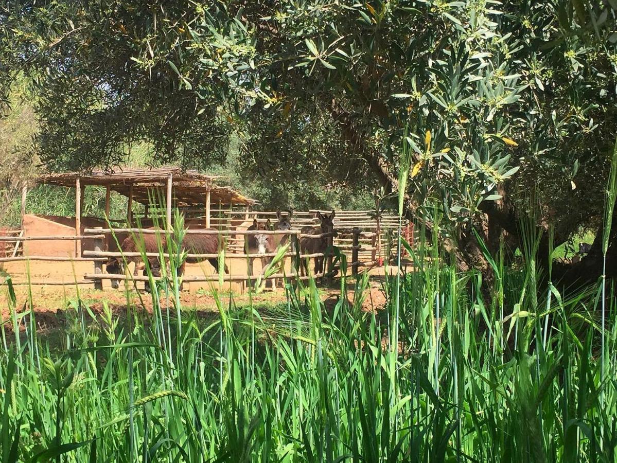 El Harkat La Ferme Berbere Adult Only B&B 외부 사진